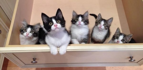 June is Adopt a cat month – What is the best age of cat for your family